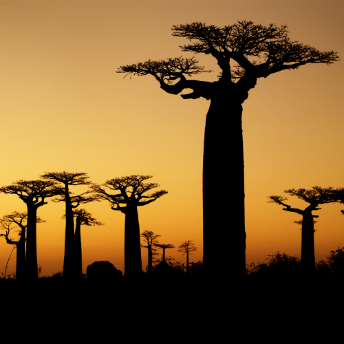 Brussel (Zaventem)-Banjul afbeelding