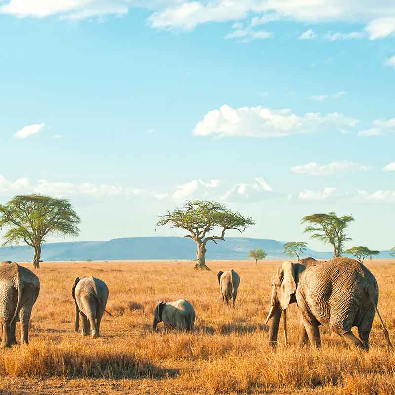 Dusseldorf (Dusseldorf Intl. Apt.)-Johannesburg (O.R. Tambo) afbeelding