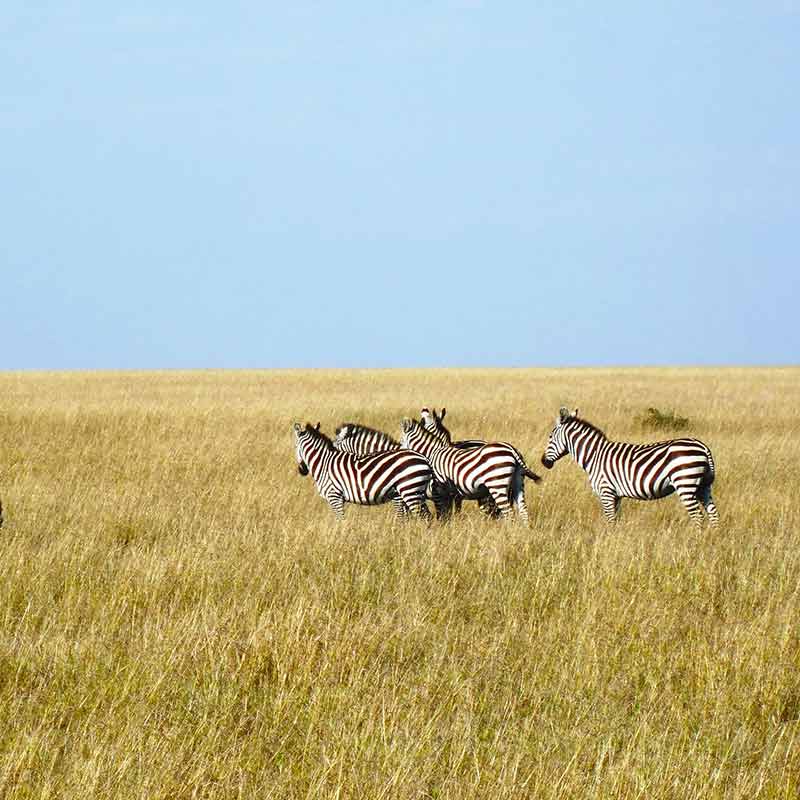Amsterdam (Schiphol)-Nairobi afbeelding
